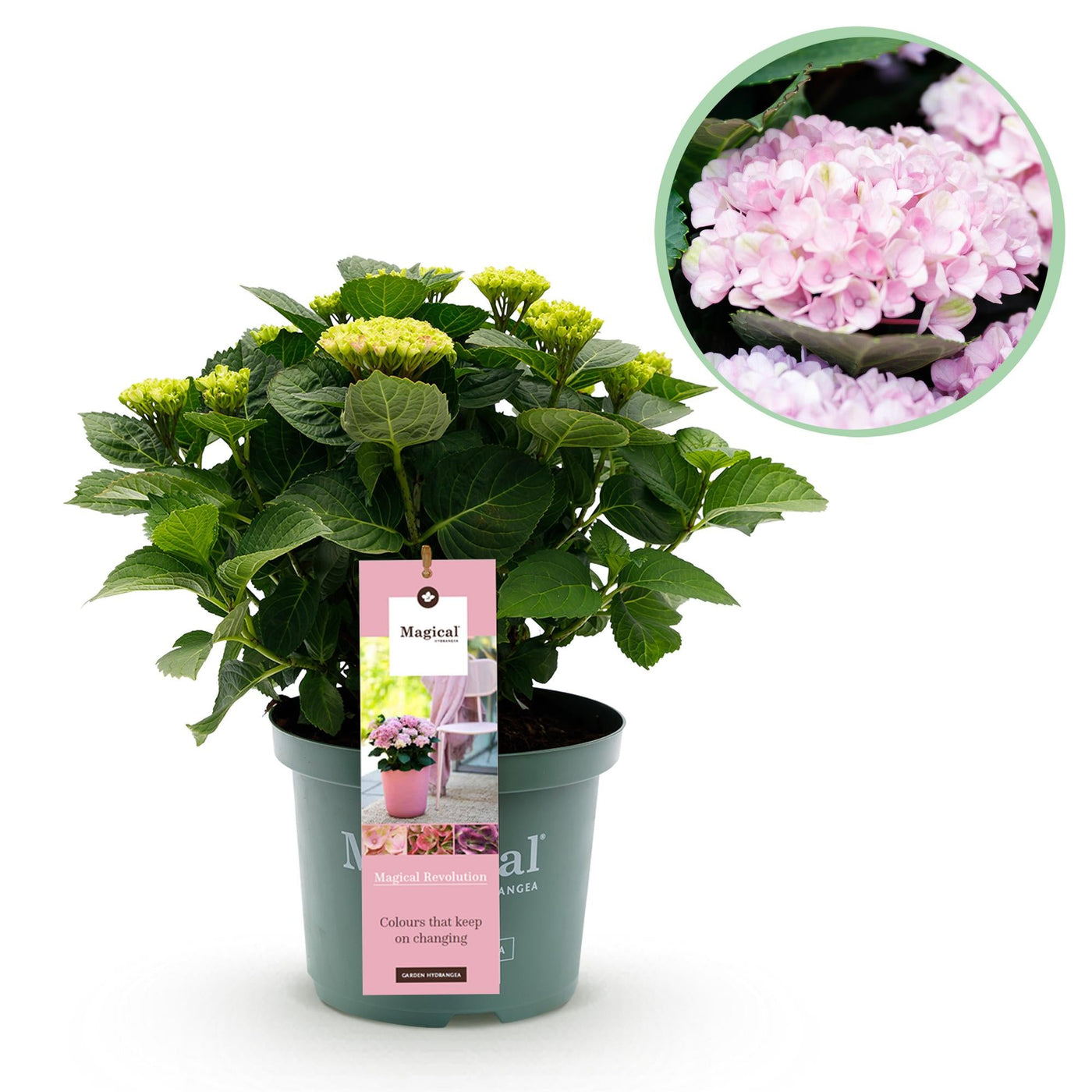 Hortensia - Hydrangea Magical Revolution Pink - Ø23cm - ↕55cm
