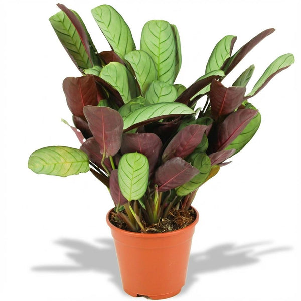 Ctenanthe Amagris - Ø14cm - ↕35-40cm