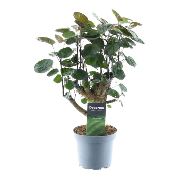 Polyscias Fabian - Ø12cm - ↕45cm