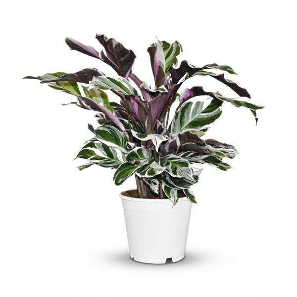 Calathea Fusion White - Ø14cm - ↕35-40cm