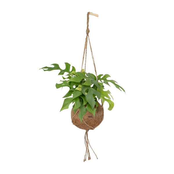 Gatenplant - Kokodama Monstera Minima Hang - Ø15cm - ↕25cm