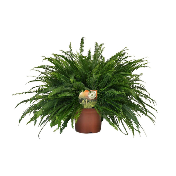 Hangende Varen - Nephrolepis Green Lady - Ø19cm - ↕60cm
