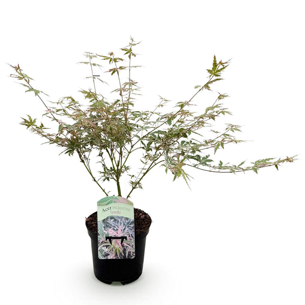 Japanse Esdoorn - Acer palmatum Iyoshi - Roze - Ø19cm - ↕70cm