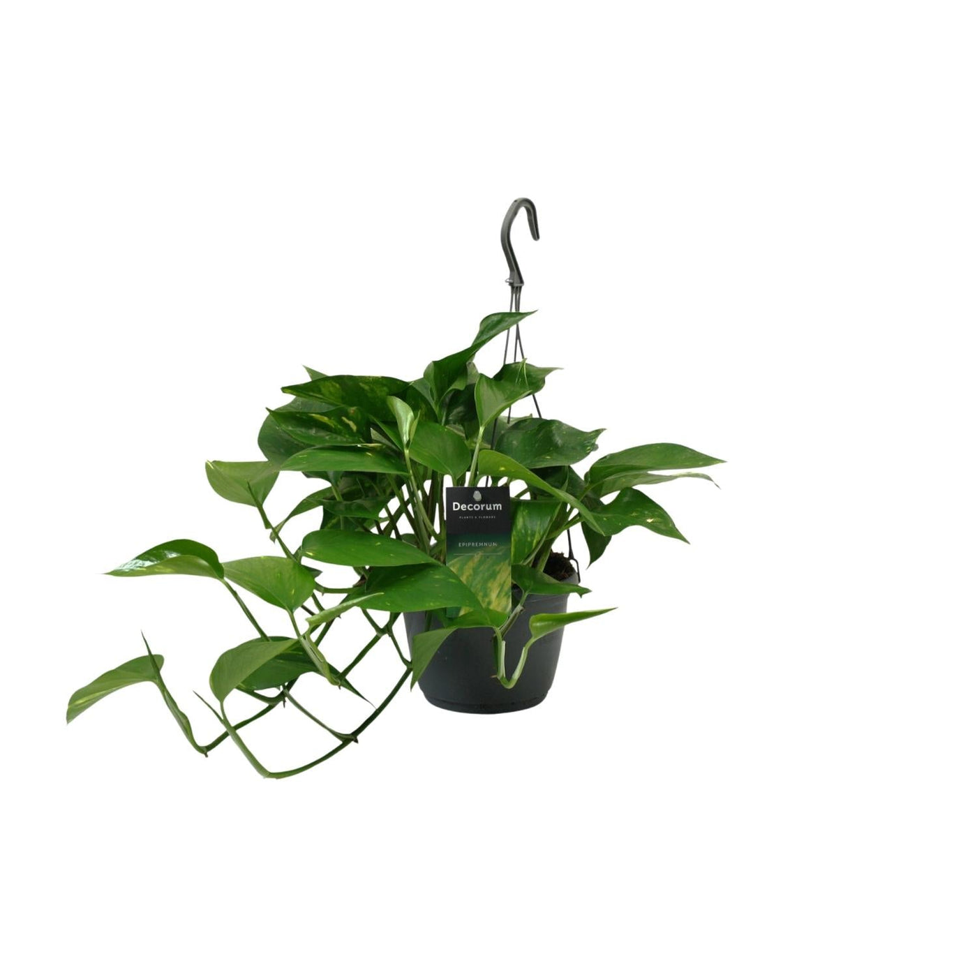 Satijnpothos - Scindapsus pictus - Ø15cm - ↕45cm