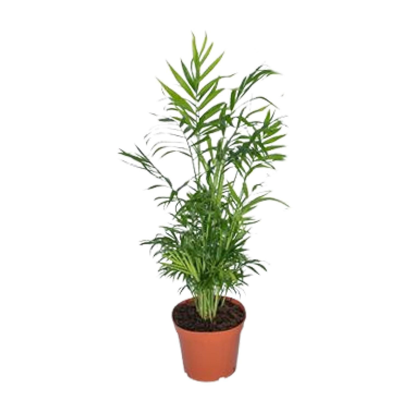 Bergpalm - Chamaedorea elegans - Ø17cm - ↕55cm