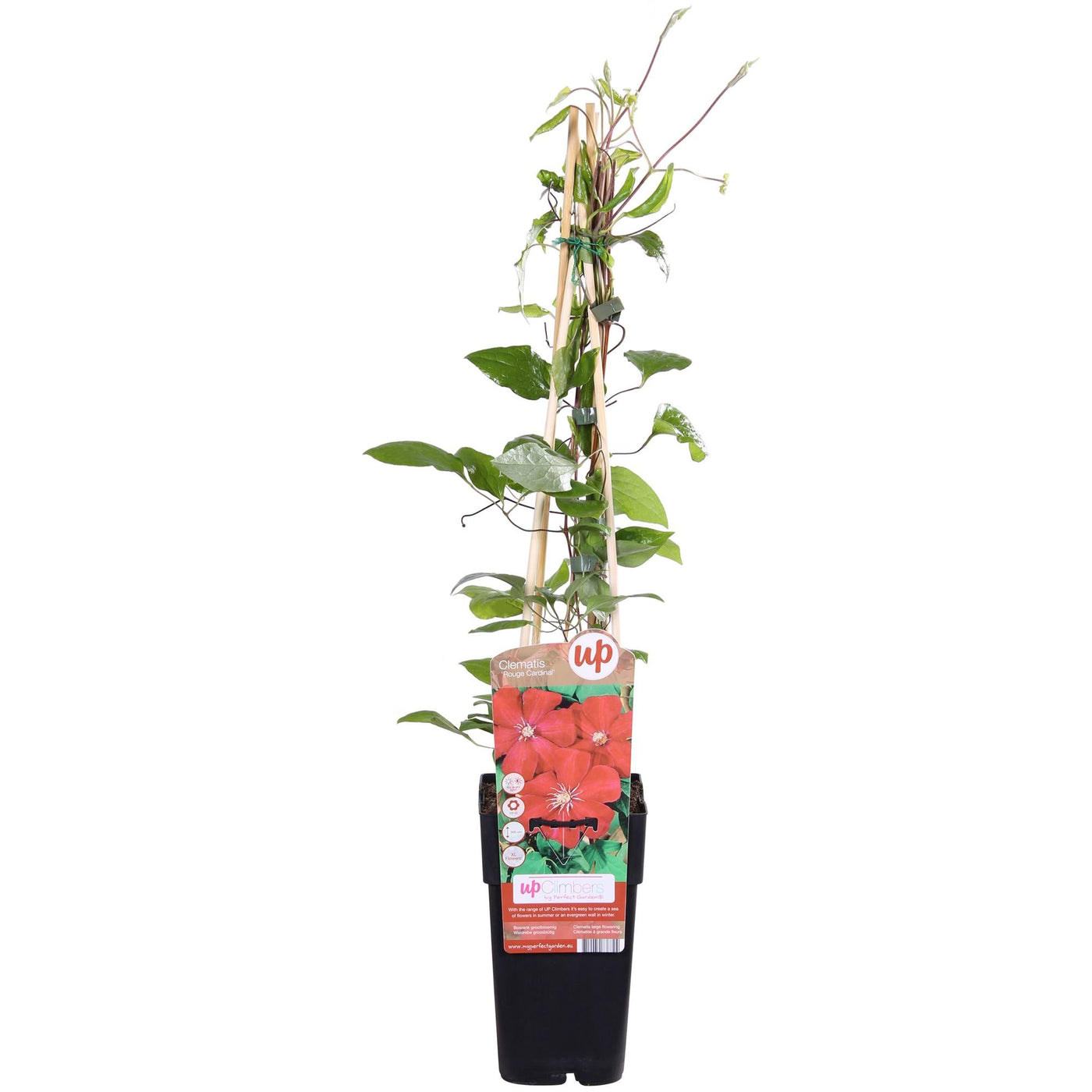 Bosrank - Clematis Hagley Hybrid - Ø15cm - ↕65cm