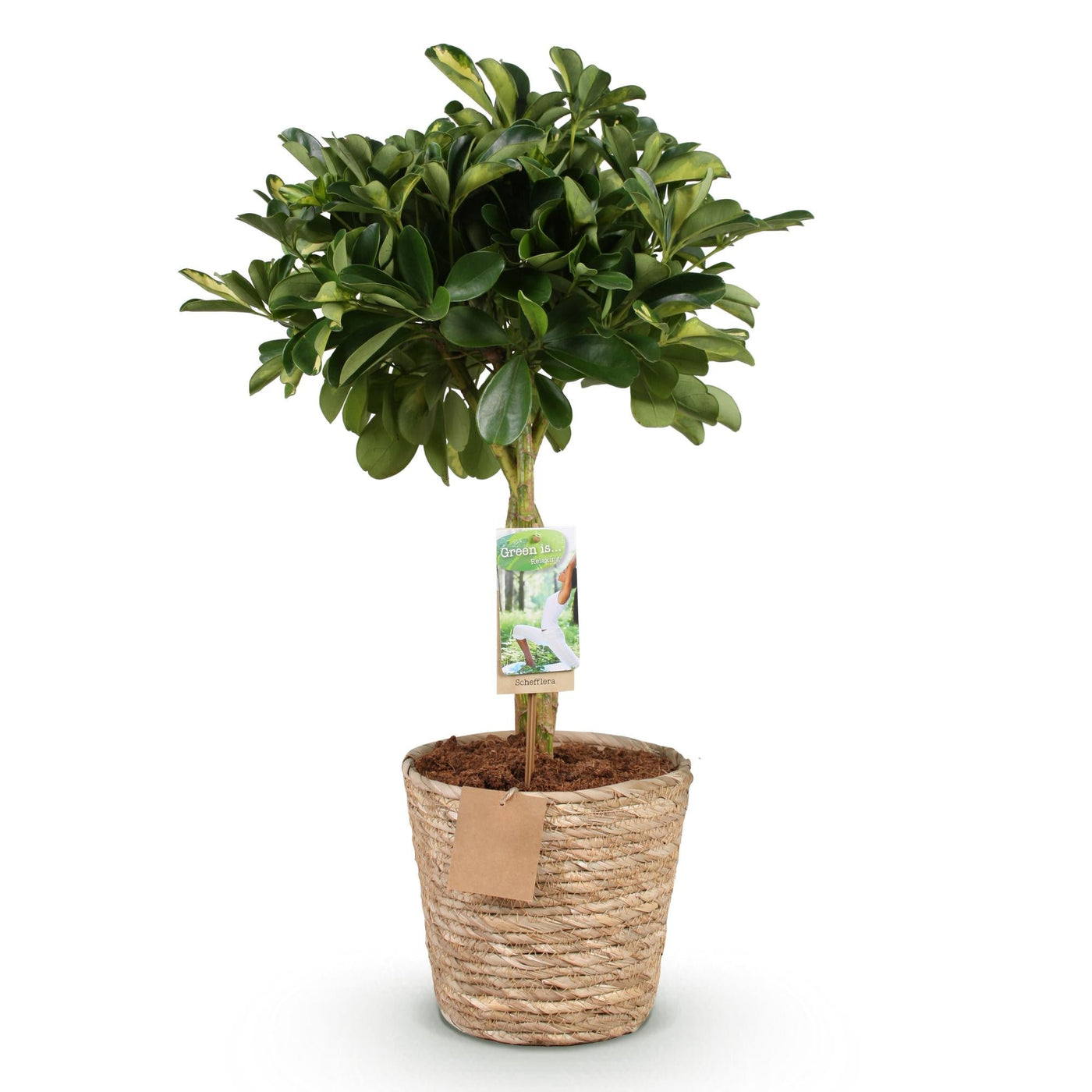 Vingerboom - Schefflera Gold Capelle - Goud - incl. mand - Ø21cm - ↕70-81cm
