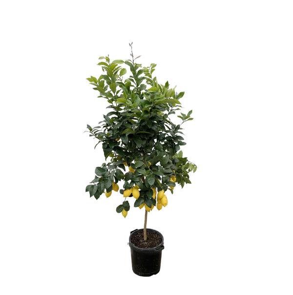 Citroenboom - Citrus Lemon - Ø40cm - ↕200cm