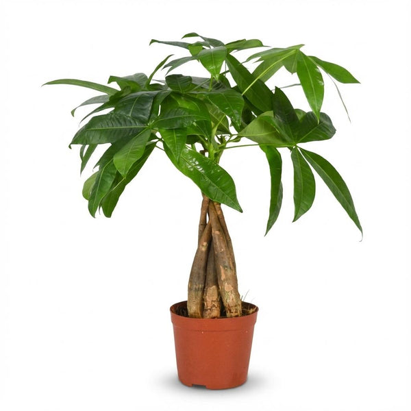 Geldboom - Pachira aquatica - Ø12cm - ↕40-50cm