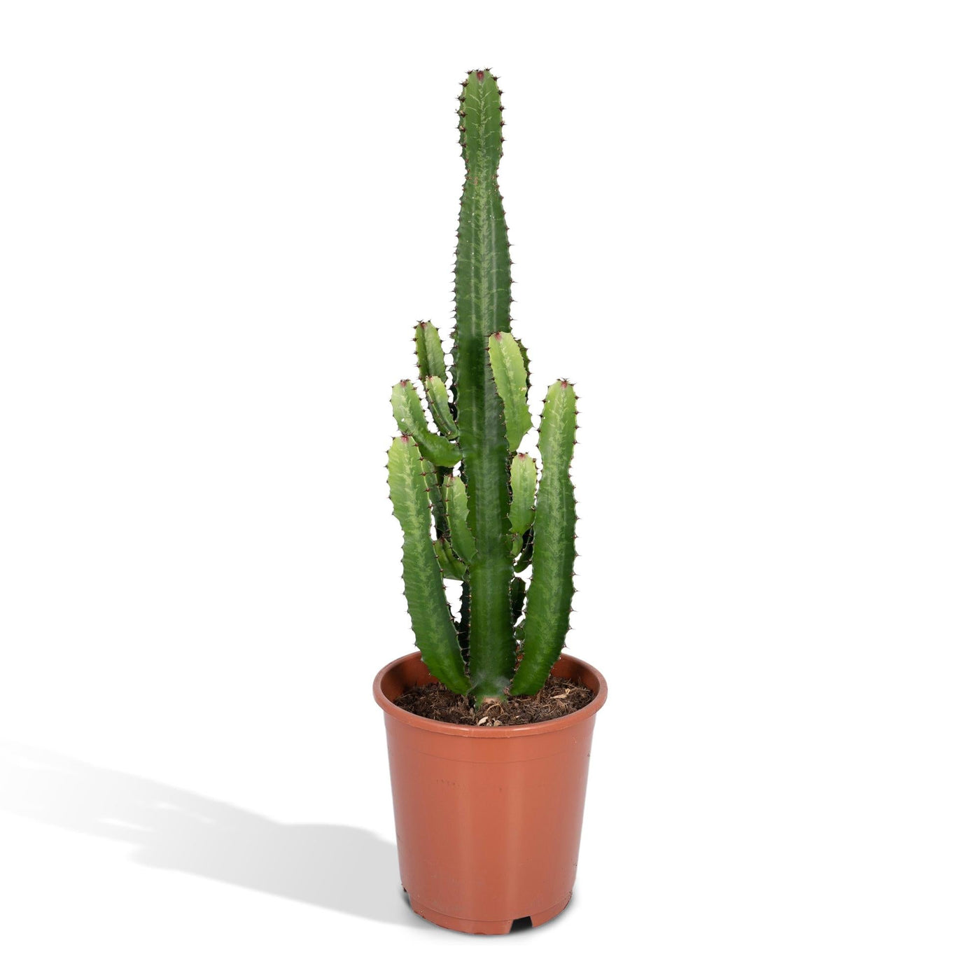Wolfsmelk - Euphorbia Acrurensis - Ø24cm - ↕60cm
