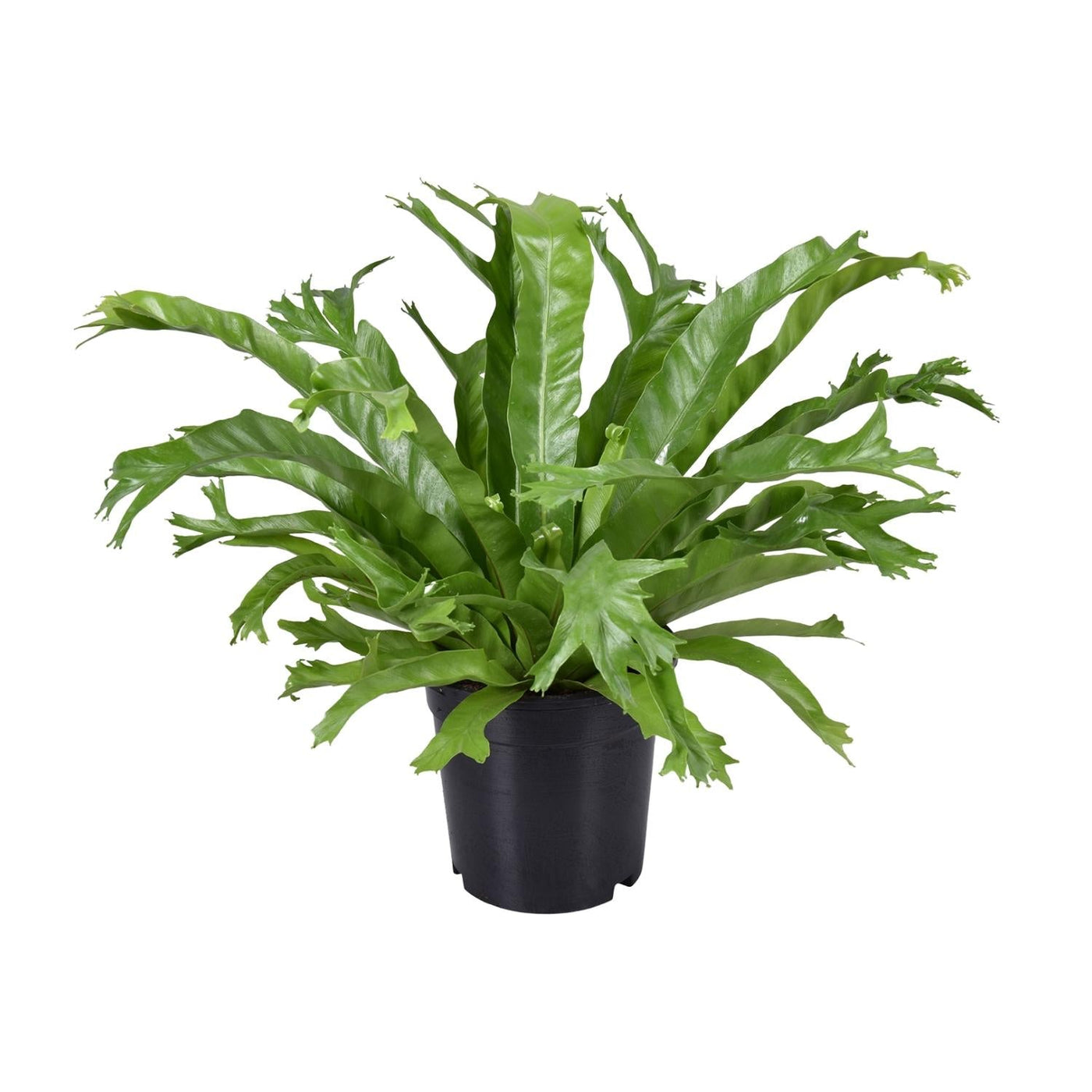 Tongvaren - Asplenium nidus Crissie - Ø17cm - ↕40cm