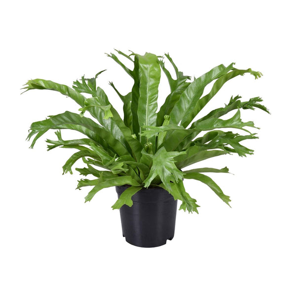 Tongvaren - Asplenium nidus Crissie - Ø17cm - ↕40cm