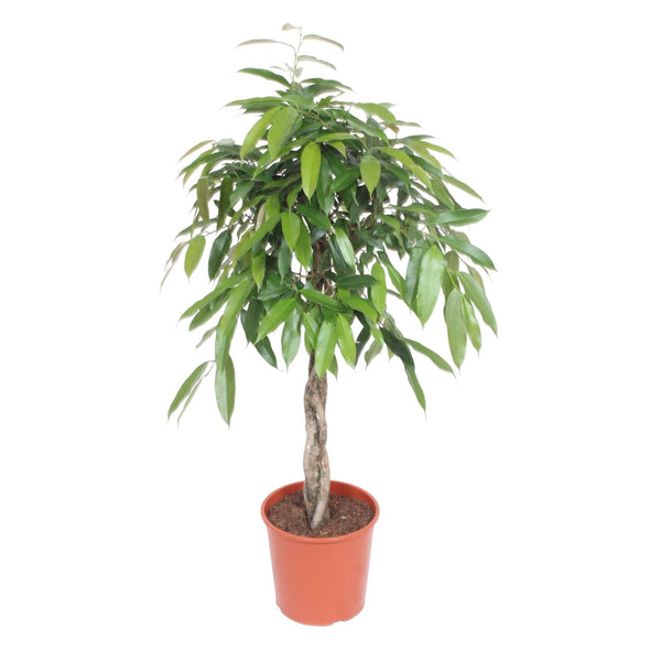 Vijgenboom - Ficus Amstel King gevlochten stam - Ø27cm - ↕130cm