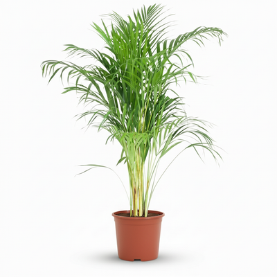 Arecapalm - Dypsis lutescens - Ø21cm - ↕90-100cm