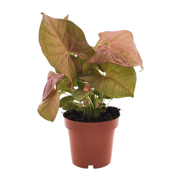 Pijlblad - Syngonium Neon - Ø12cm - ↕25cm