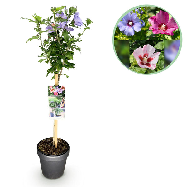 Hibiscus op stam - Hibiscus syriacus 'Tricolour' - Ø19cm - ↕90cm