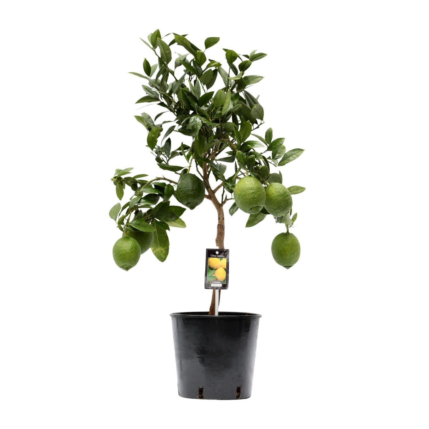 Citroenboom - Citrus Lemon - Ø22cm - ↕80cm