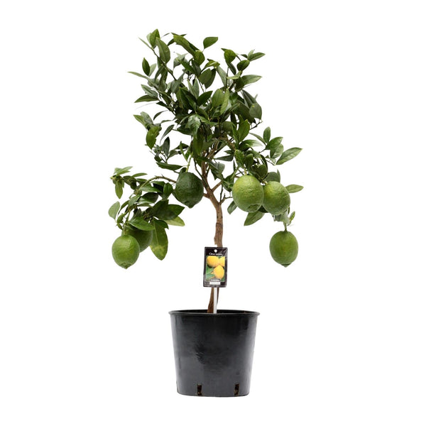 Citroenboom - Citrus Lemon - Ø22cm - ↕80cm