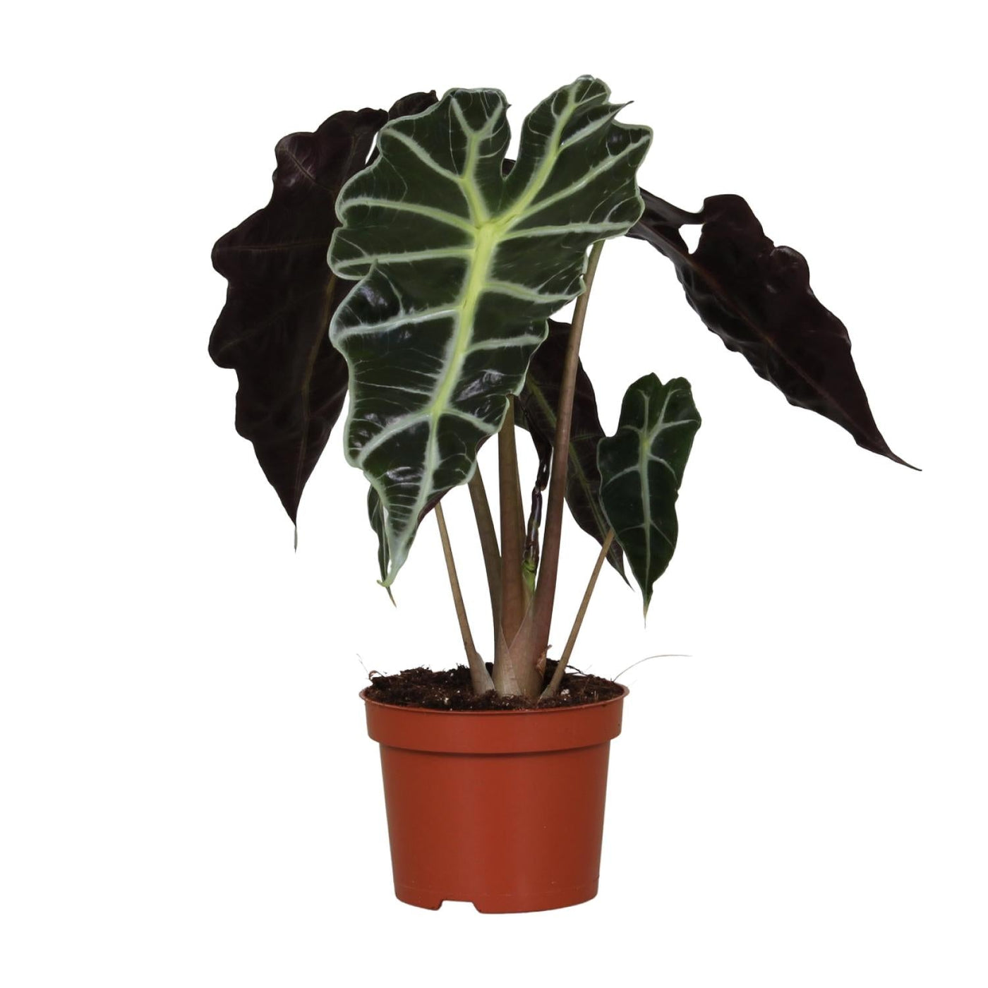 Olifantsoor - Alocasia Amazonica Polly - Ø12cm - ↕30cm