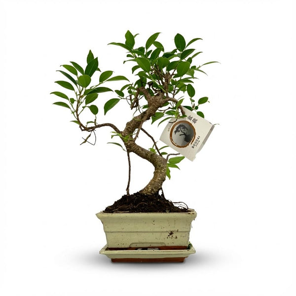 Bonsai S vorm - Ø15cm - ↕30-35cm