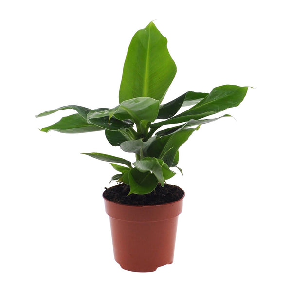 Bananenplant - Musa Oriental Dwarf - Ø12cm - ↕25cm