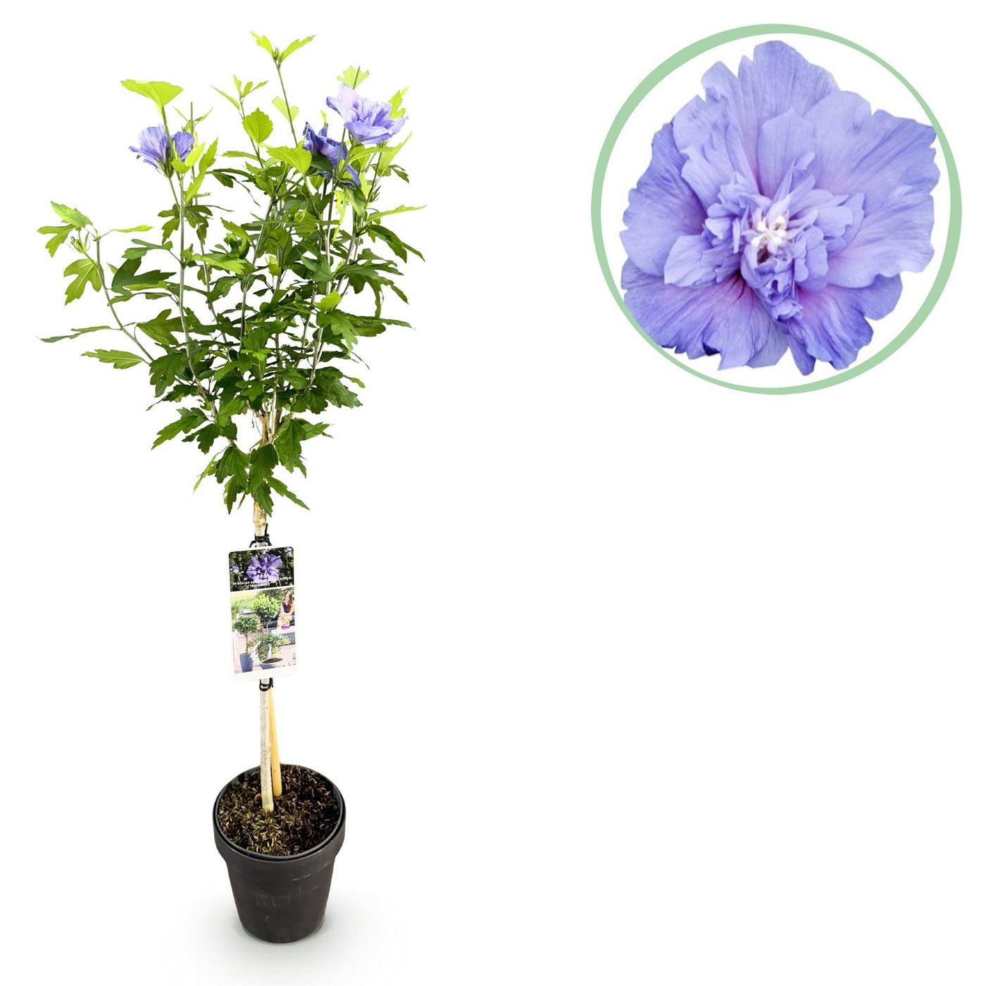 Hibiscus op stam - Hibiscus syriacus 'Blue Chiffon' - blauw - Ø19cm - ↕90cm