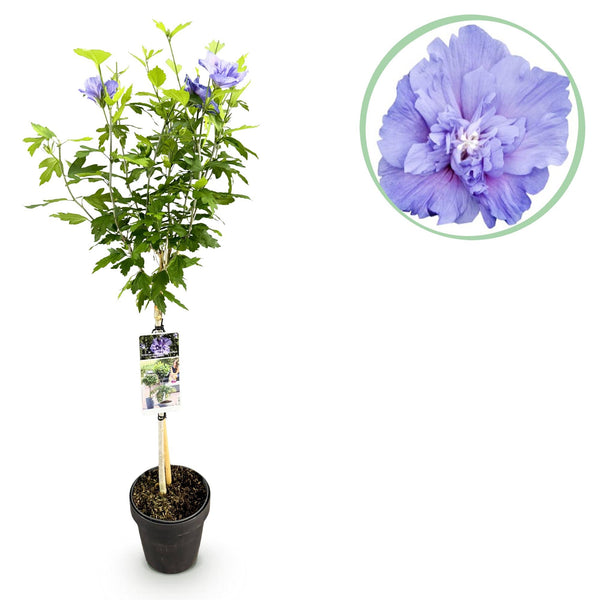 Hibiscus op stam - Hibiscus syriacus 'Blue Chiffon' - blauw - Ø19cm - ↕90cm