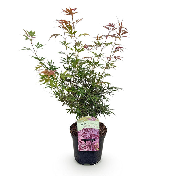 Japanse Esdoorn - Acer palmatum Jerre Swarts - Ø19cm - ↕70cm