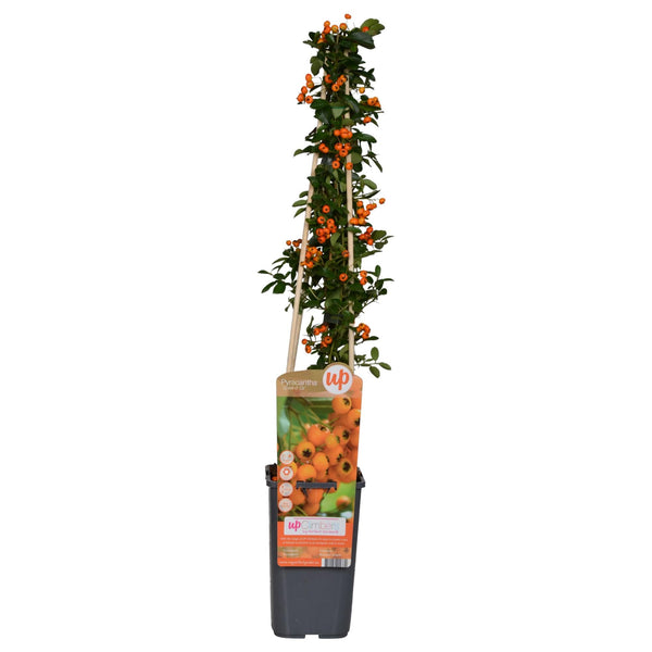 Vuurdoorn - Pyracantha 'Soleil dOr' - Ø15cm - ↕65cm