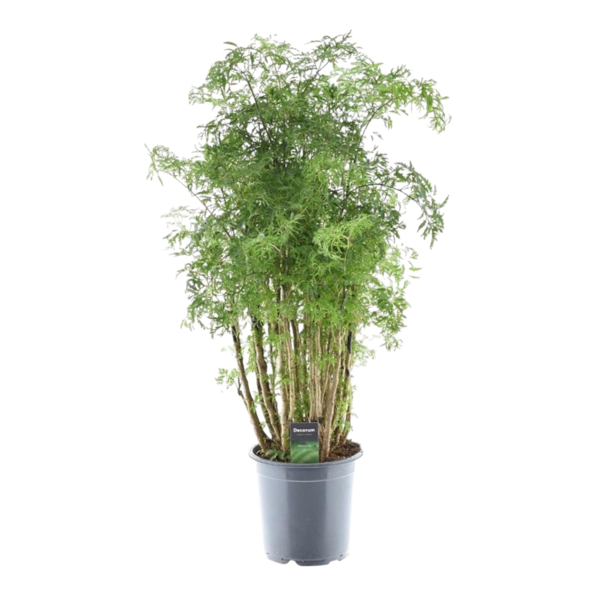 Polyscias Hawaiiana Ming - Ø24cm - ↕90cm