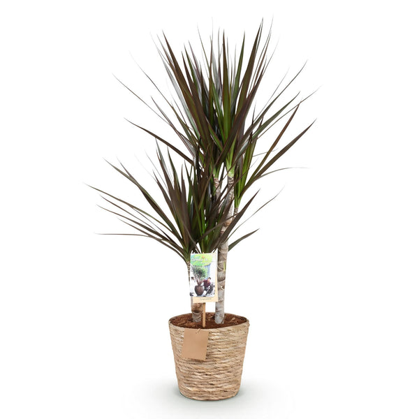 Drakenbloedboom - Dracaena Magenta - incl. mand - Ø17cm - ↕70-80cm
