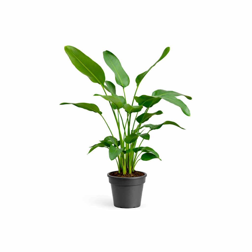 Witte paradijsvogelplant - Strelitzia nicolai - Ø24cm - ↕170cm