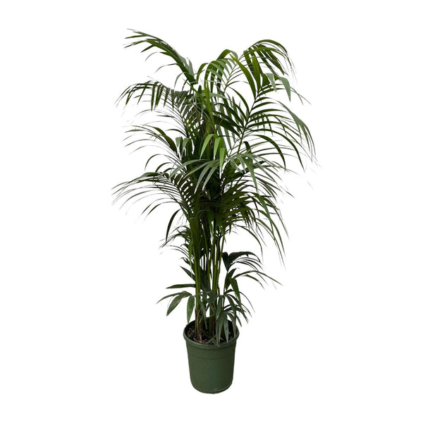 Kentiapalm - Kentia palm - Ø38cm - ↕220cm