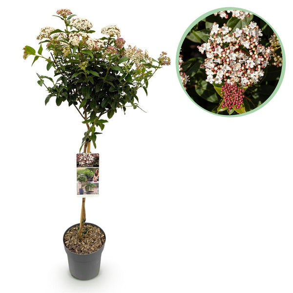 Sneeuwbal op stam - Viburnum tinus - Ø19cm - ↕90cm