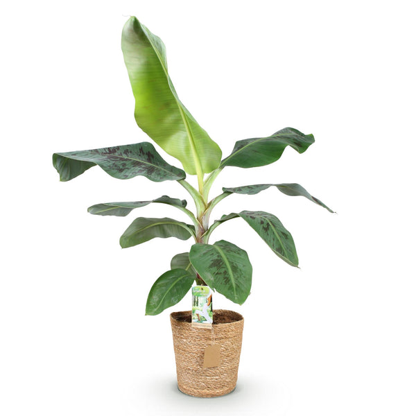 Bananenplant - Musa acuminata Dwarf Cavendish - incl. mand - Ø21cm - ↕70-75cm