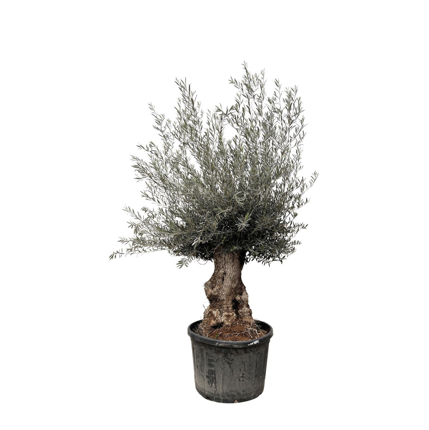 Olea Europaea Bonsai - Ø80cm - ↕270cm
