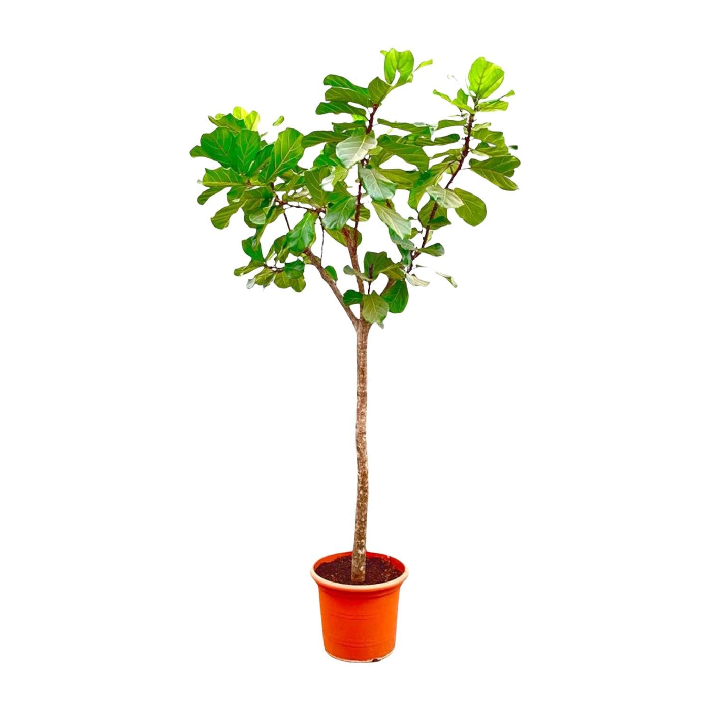 Vioolbladplant - Ficus lyrata XXXL - Ø45cm - ↕270cm