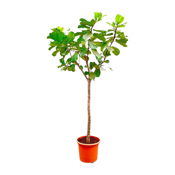 Vioolbladplant - Ficus lyrata XXXL - Ø45cm - ↕270cm