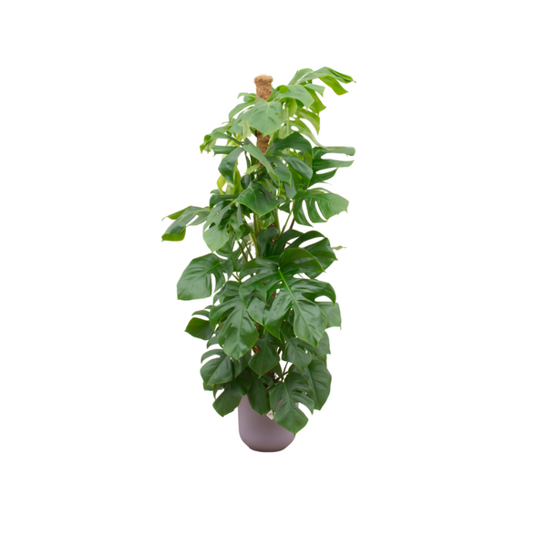 Gatenplant - Monstera Pertusum - incl. Elho Jazz - lila - Ø26cm