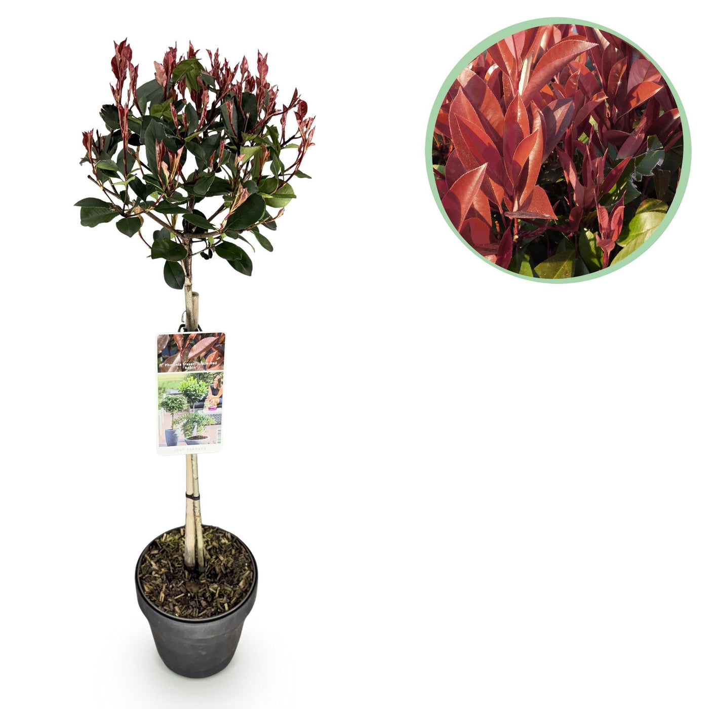 Glansmispel op stam - Photinia fraseri Little Red Robin - Ø19cm - ↕90cm