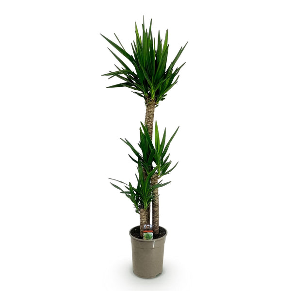 Palmlelie - Yucca elephantipes - Ø27cm - ↕170cm