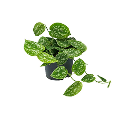 Satijnpothos - Scindapsus pictus 'Argyraeus' - Ø15cm - ↕25cm