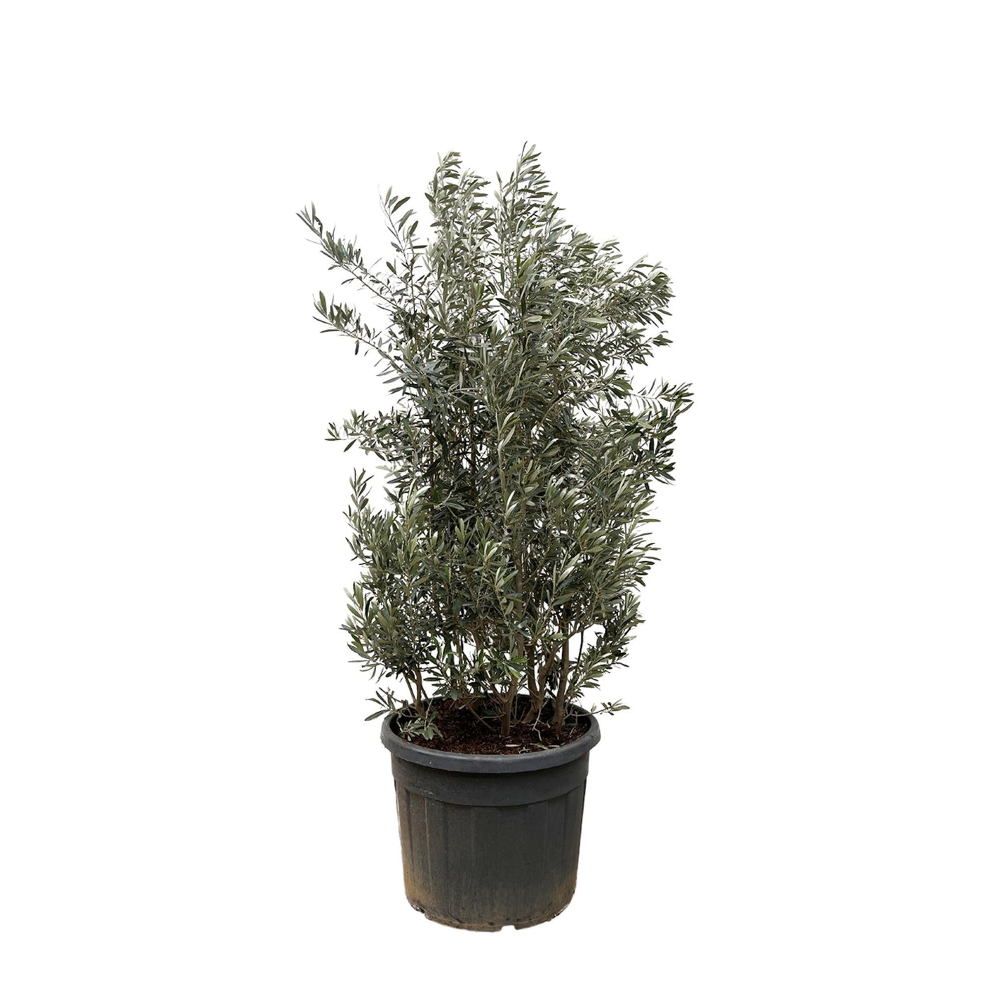 Olijfboom struik - Olea europaea - Ø55cm - ↕250cm