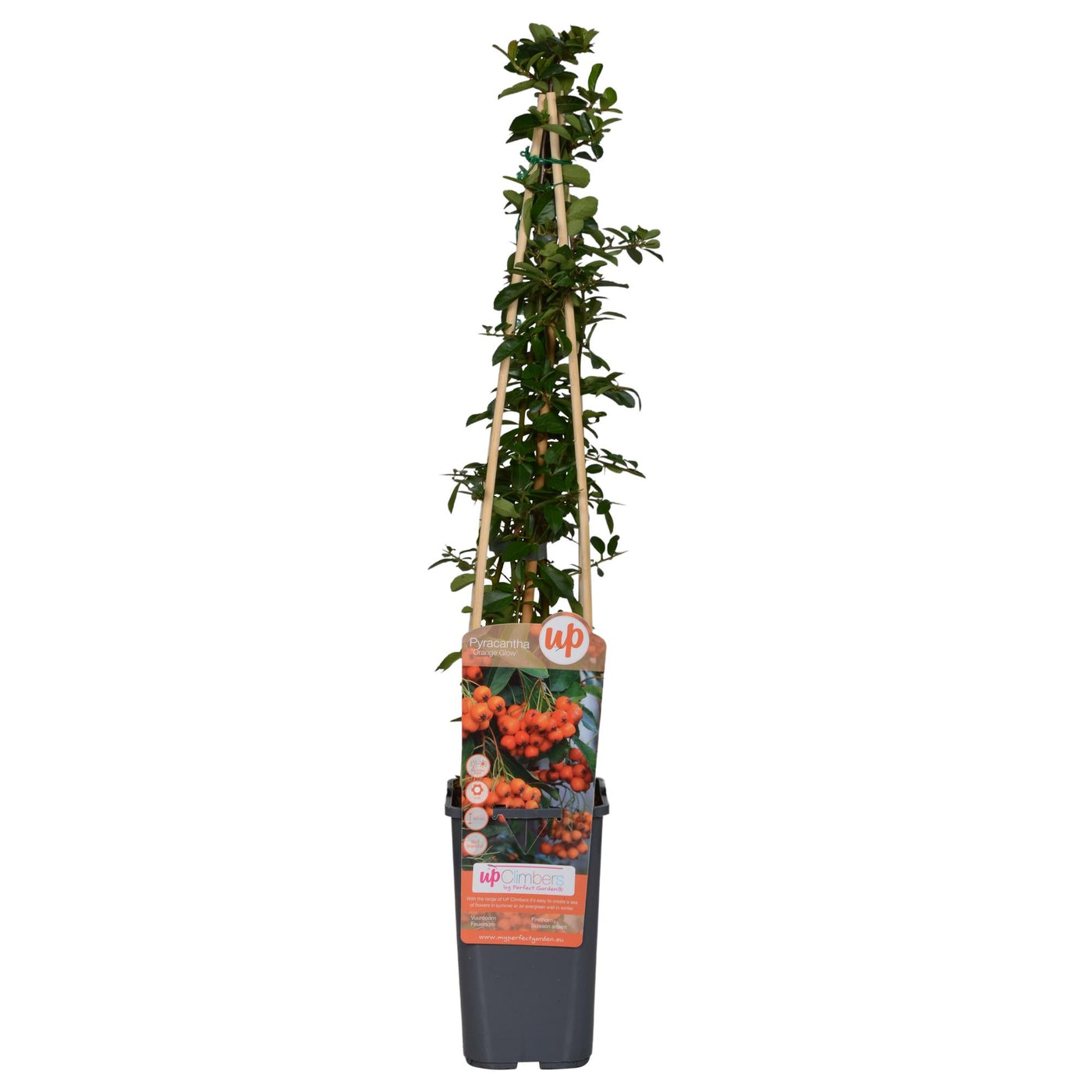 Vuurdoorn - Pyracantha 'Orange Glow' - Ø15cm - ↕65cm