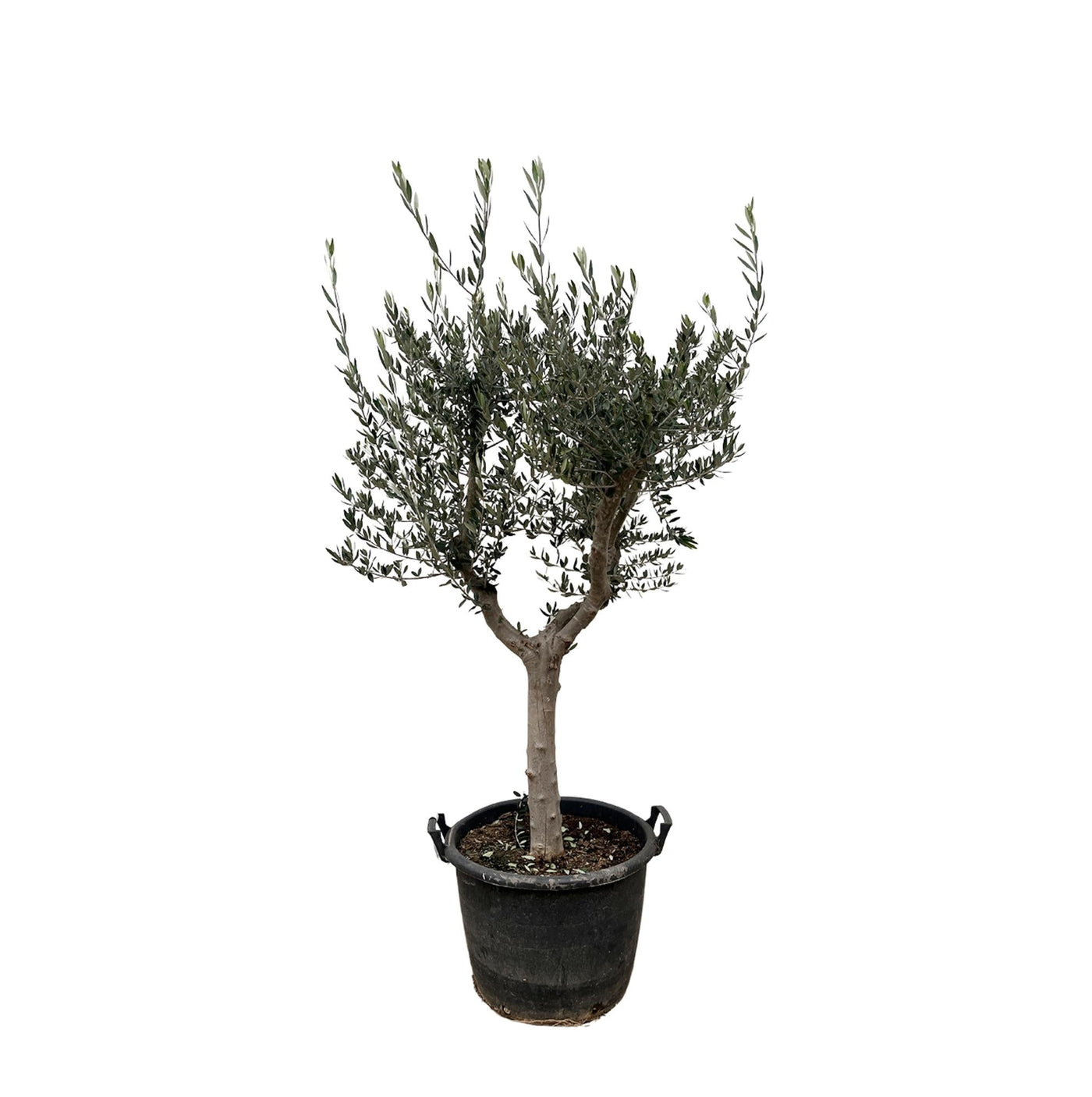 Olijfboom - Olea europaea - gladde stam - Ø45cm - ↕230cm