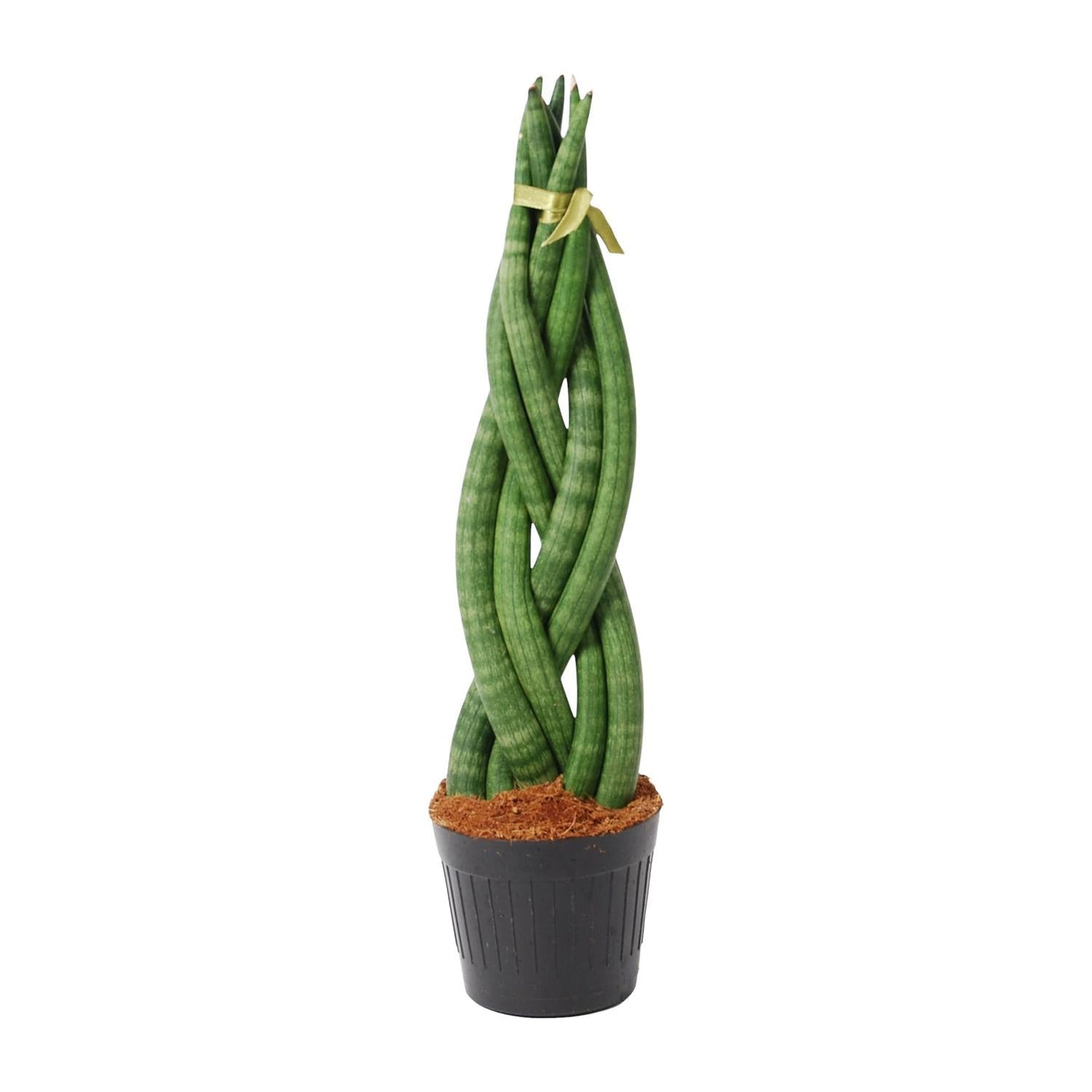 Vrouwentong - Sansevieria cylindrica 'Twist' - Ø10,5cm - ↕40cm