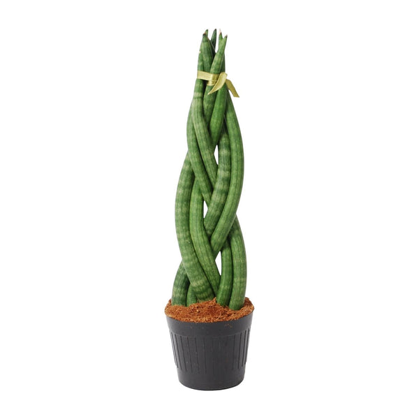 Vrouwentong - Sansevieria cylindrica 'Twist' - Ø10,5cm - ↕40cm