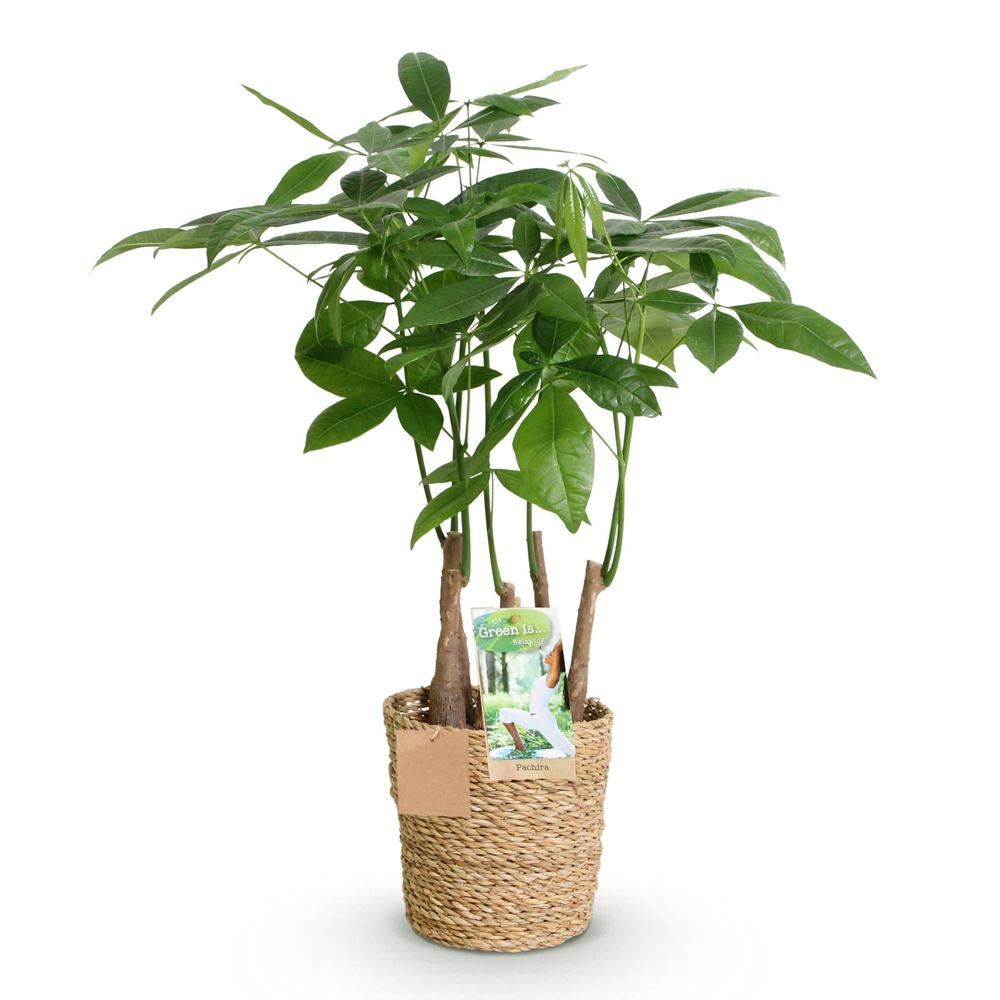 Geldboom - Pachira aquatica multi stam - incl. mand - Ø17cm - ↕50-55cm