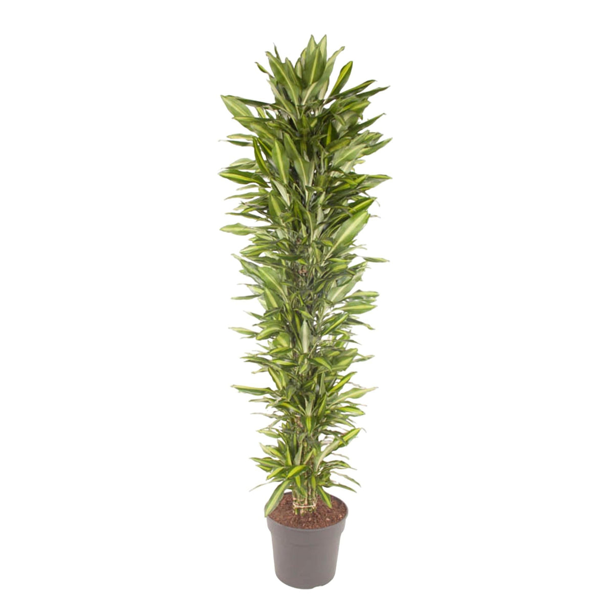Drakenbloedboom - Dracaena Cintho - ↕210cm