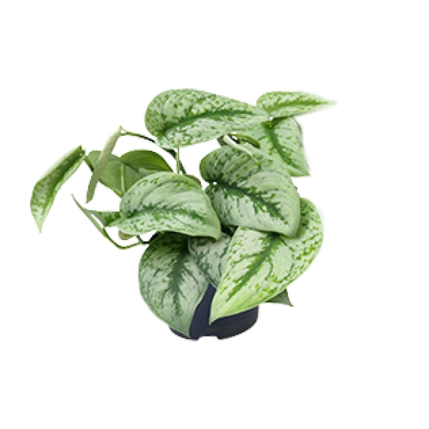 Satijnpothos - Scindapsus pictus 'Trebie' - Ø15cm - ↕25cm